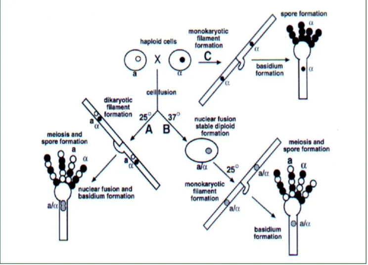 Figura  1.3  –  Fases  do  ciclo  celular  de  C.  neoformans  e  C.  gattii.  A  –  ciclo  sexuado  envolvendo  duas  células  haplóides  de  matings  diferentes