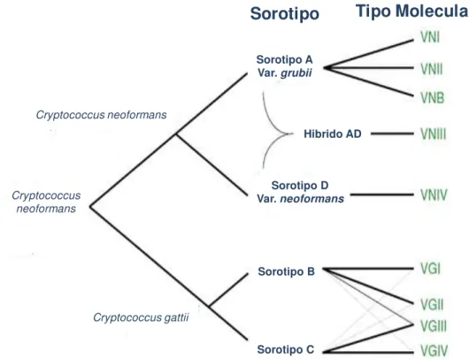 Figura 2: Classificação taxonômica das espécies do complexo Cryptococcus. 