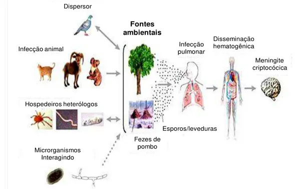 Figura 3: Ciclo de infecção do Cryptococcus. 