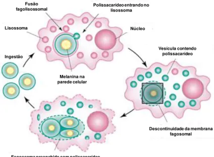 Figura 6: Esquema de infecção dos macrófagos pelo Cryptococcus.  