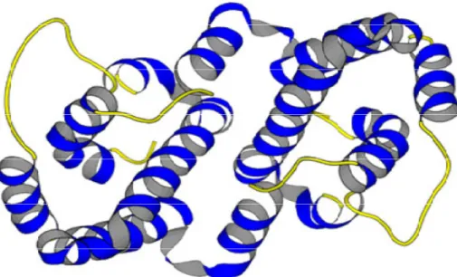 Figura  5  -  Estrutura  tridimensional  do  IFN-γ  (Fonte:  http://www.chemsoc.org/ 