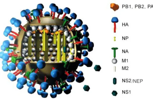 FIGURA 4.  Representação esquemática da partícula viral do vírus Influenza demonstrando o  aspecto  morfológico,  e  as  suas  respectivas  proteínas:  Polimerase  Básica  1  (PB1);  Polimerase  Básica  2  (PB2);  Polimerase  Ácida  (PA);  Hemaglutinina  (