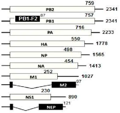 FIGURA 5. Esquema representativo do genoma do vírus Influenza A. Cada um dos retângulos  representa um segmento de RNA (sentido positivo) e sua proteína codificada