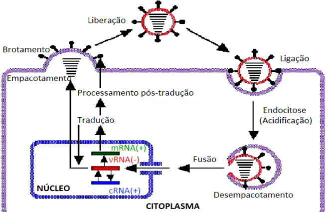 FIGURA 6.  Representação simplificada da replicação do vírus Influenza. 