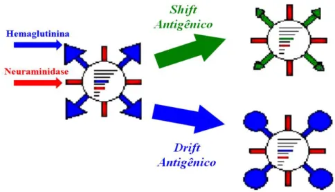 FIGURA 7.  Ilustração esquemática do Drift e Shift antigênico. 