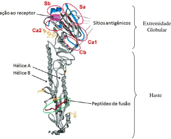 FIGURA  8.    Imagem  de  um  monômero  de  hemaglutinina  da  pandemia  de  1918  (H1N1)