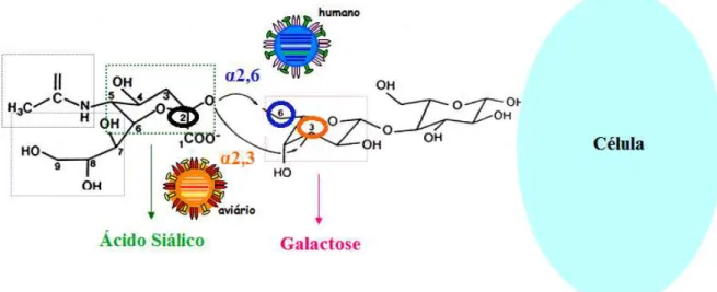 FIGURA 9. Ilustração da ligação entre o vírus  Influenza e o ácido siálico em ligação  α2,3 e  α2,6