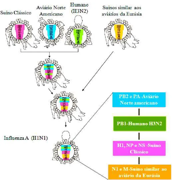 FIGURA 10.  Gênese do vírus Influenza A (H1N1) pandêmico 2009. 