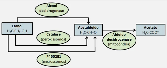 Figura 2: Metabolismo do EtOH. 