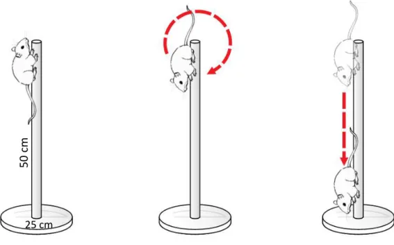 Figura  5:  Ilustração  do  pole  test.  A  primeira  haste  ilustra  como  o  animal  será  posicionado sobre o aparelho