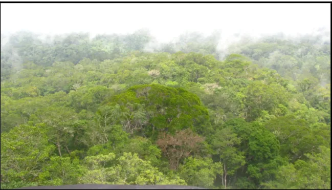 Figura 2: Floresta Ombrófila Densa presente na maioria da área do Parque Indígena  do      Tumucumaque