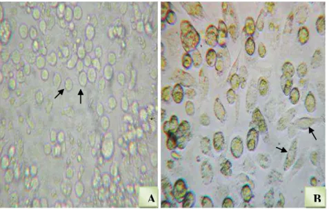 Figura  7.  Fotomicrografia  de  células  obtidas  da  medula  óssea  de  camundongos  BALB/c