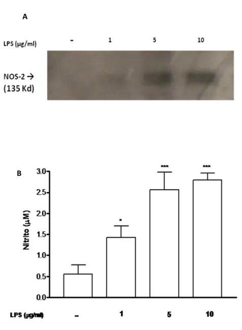 Figura  9.  Efeito  do  LPS  na  produção  de  nitrito  e  na  expressão  de  NOS-2  em  macrófagos