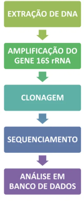 Figura 9. Fluxograma do processo. 