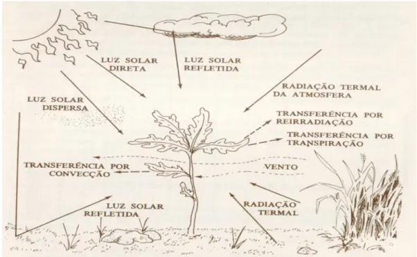 Figura 1- Troca de energia entre a planta e o ambiente esquematicamente. Fonte: 