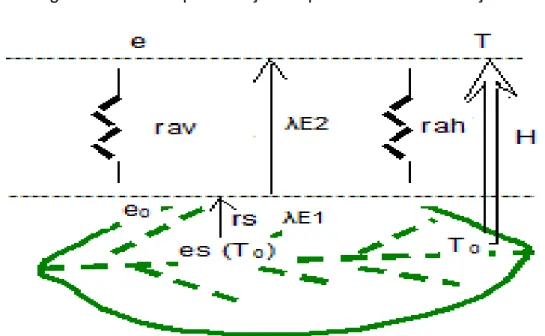 Figura 12- Representação gráfica da teoria da “Big Leaf”. 