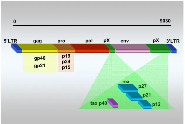 Figura 2  −  Representação esquemática da distribuição dos genes de HTLV.  Fonte: 