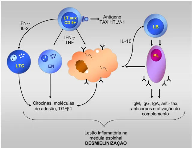 Figura 5  −  Modelo esquemático da patogênese da PET/MAH (IFN-γ, interferon-γ; 