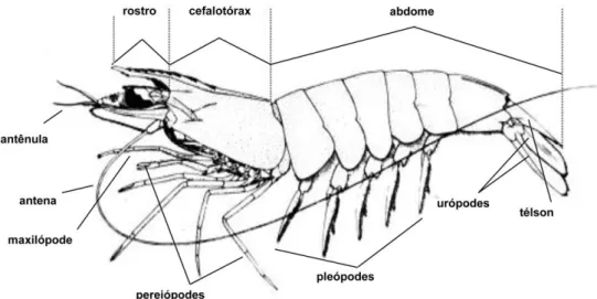Figura 2 - Representação esquemática da morfologia externa do camarão. Modificado de Cervigón et  al