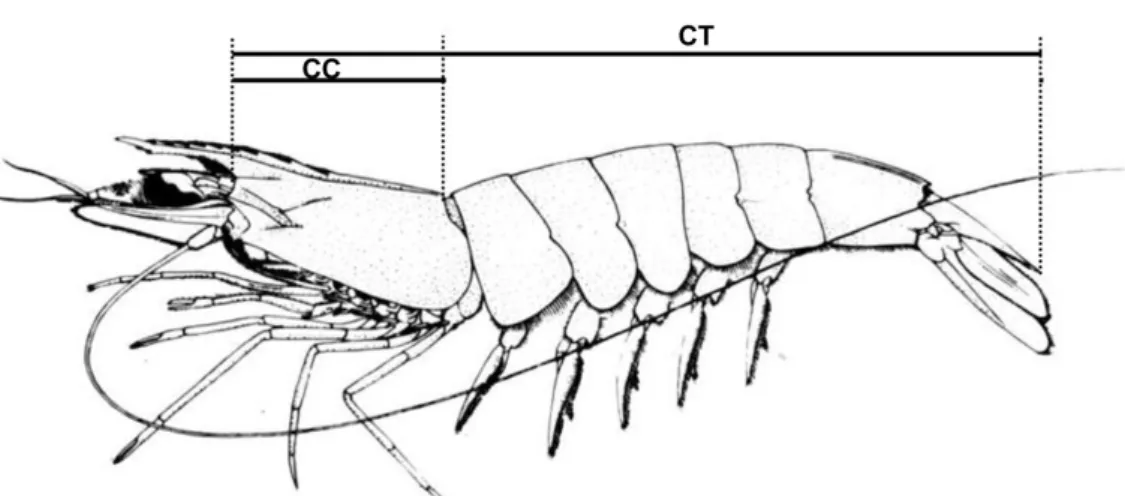 Figura  10  -  Desenho  esquemático  das  medidas  efetuadas  nos  camarões  coletados  no  Estuário  de  Marapanim  de  agosto  de  2006  a  julho  de  2007