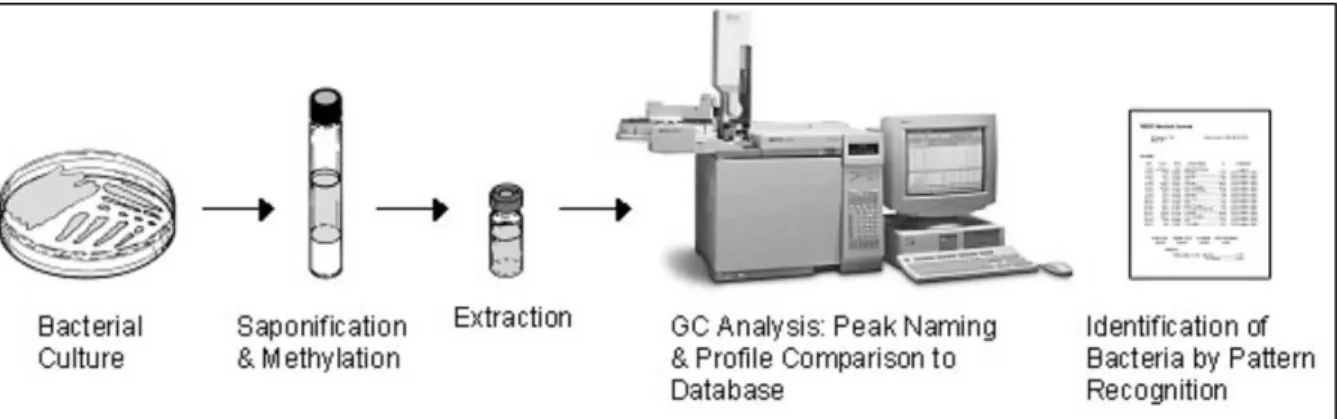 Figura 6. Esquematização da metodologia GC-FAME para identificação de micro-organismos