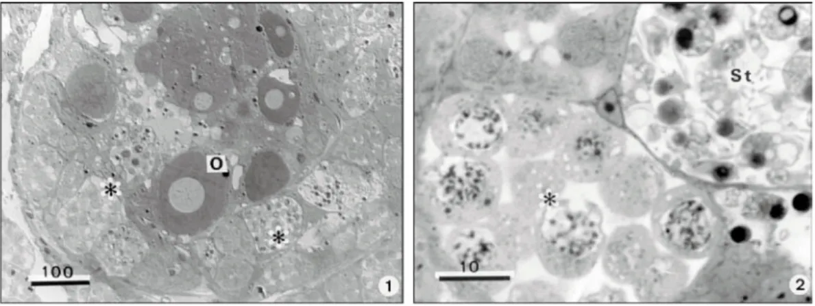 Fig. 1 — Satanoperca jurupari hermaphrodite teleostean fish. Semithin section of the ovotestis showing different stages of the spermatogenesis (*) surrounding several oocyts (O)