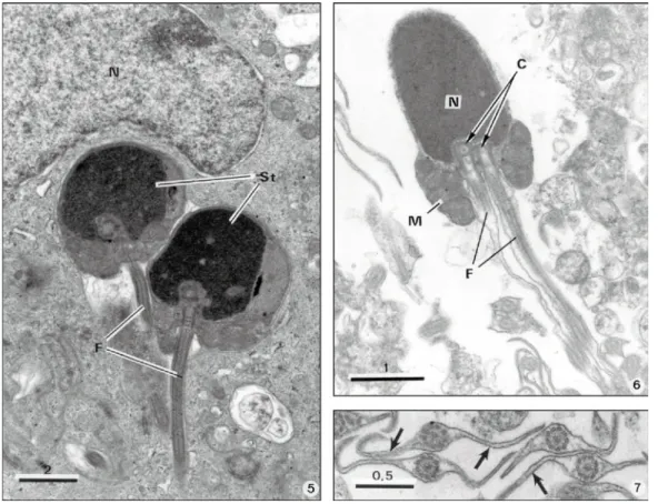 Fig. 5 — Ultrathin section showing a Sertoli cell with a large nucleus (N) containing two middle spermatids (St), each  showing one of the two flagella (F)