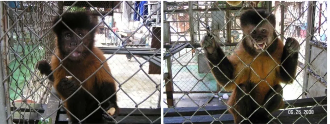 Figura 1. Macacos-pregos adultos do Laboratório de Psicologia Experimental. À esquerda  uma fêmea, à direita um macho