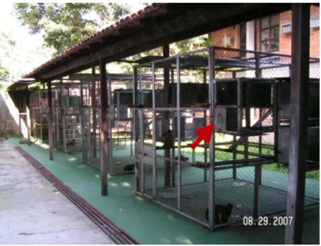 Figura 3.  Disposição  das  quatro  gaiolas-viveiro  do  Biotério  da  Escola  Experimental  de  Primatas