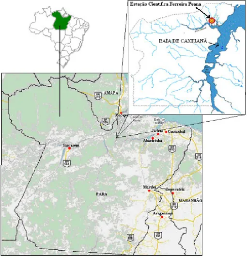 Figura 3.1. Localização do sítio de observação no Estado do Pará.  