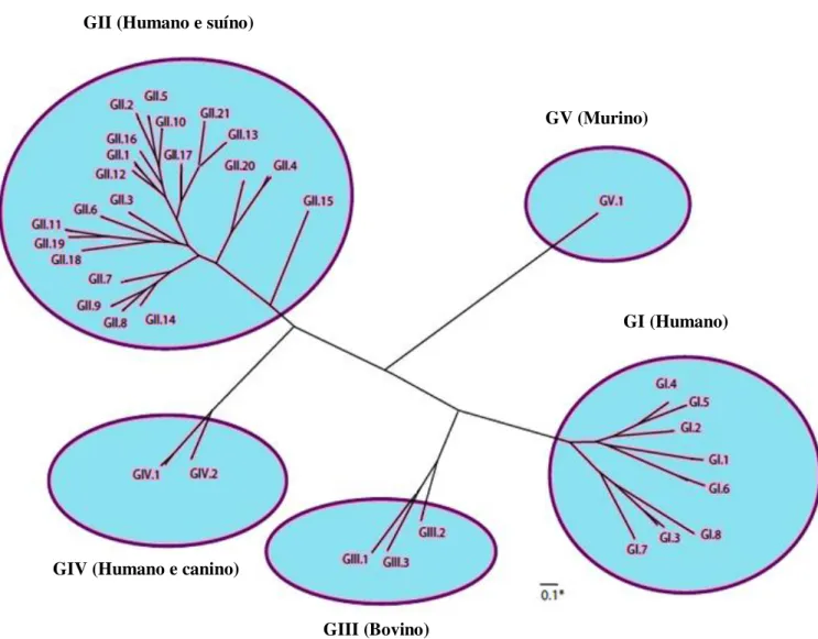 Figura 2. Classificação dos norovírus em 5 genogrupos (GI-GV) e 35 genótipos baseados na  diversidade genética da proteína  completa do capsídeo (VP1)