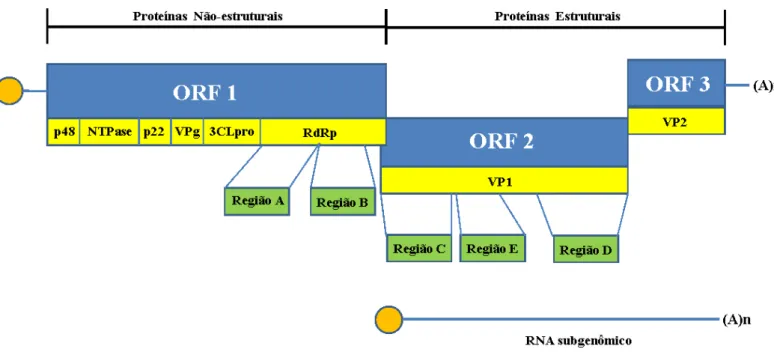 Figura 3. Organização genômica e protéica dos norovírus baseada na linhagem representativa  (Hu/NoV/GI.1/Norwalk/1968/US),  código  M87661  de  acesso  no  GenBank