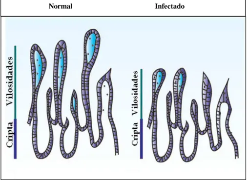 Figura  4.  Redução  da  altura  das  vilosidades  do  intestino  em  resposta  à  infecção  viral  por  norovírus