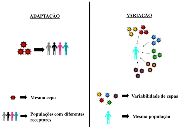 Figura 5. Ilustração simplificando os dois mecanismos de persistência da linhagem GII.4 na  população humana