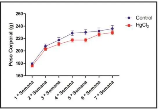 Fig. 2: Efeitos da exposição crônica com HgCl 2  sobre o peso corporal de ratos Wistar  adultos (g)