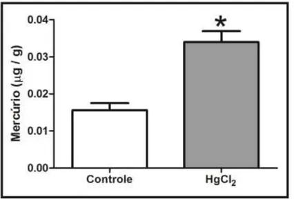 Fig.  4:  Efeitos  da  exposição  crônica  com  HgCl 2  sobre  a  formação  de  depósitos  de  mercúrio no parênquima neural no córtex motor de ratos Wistar adultos
