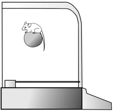 Figura 3. Diagrama do animal durante sua exposição ao equipamento Rotarod. 