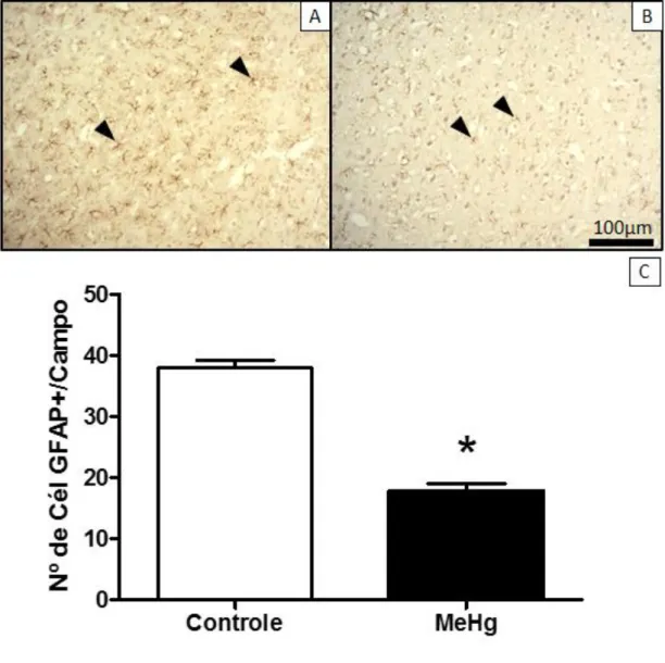 Figura  7.  Imunomarcação  para  o  anticorpo  GFAP  apresentando  os  grupos  Controle  (A)  e  MeHg  (B)  ilustrando  a  redução  da  população  astrocitária  (ponta  de  seta)  em  cada  grupo