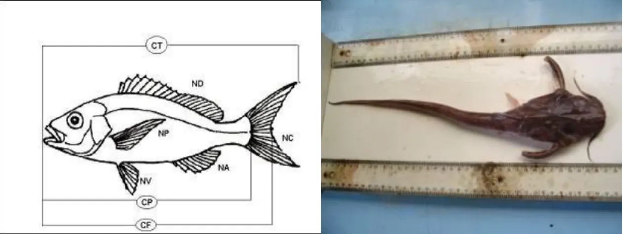 Figura  7.    Biometria  do  peixe.  CT-comprimento  total;  CP-comprimento  padrão  e  CF- CF-comprimento furcal
