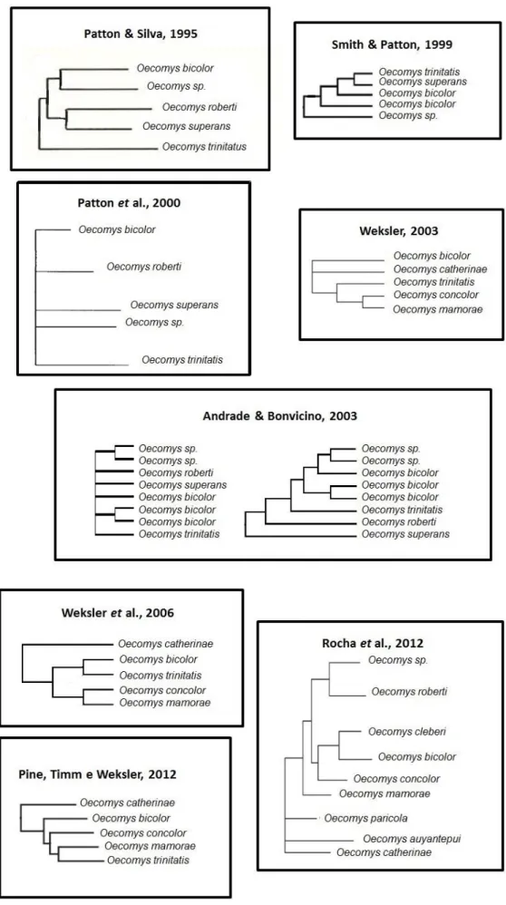 Figura 6. Relações filogenéticas propostas para o Gênero Oecomys. 