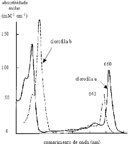 Figura 8 – Espectros de absorção das clorofilas a e b, extraídas em acetona. 