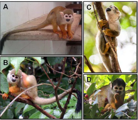 Figure  1.  Pictures  from  S.  collinsi  (A)  by  Tatyana  Pinheiro;  S.  cassiquiarensis  (B)  by  Fernanda Paim; S