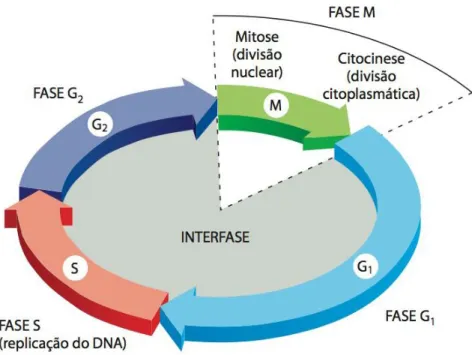 Figura  1:  As  quatro  fases  do  ciclo  celular:  G1,  S,  G2  e  M,  culminando  na  divisão  citoplasmática,  citocinese