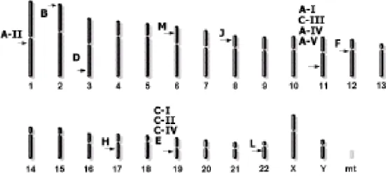 Figura 8: Localização das principais APOs no cromossomo humano.   