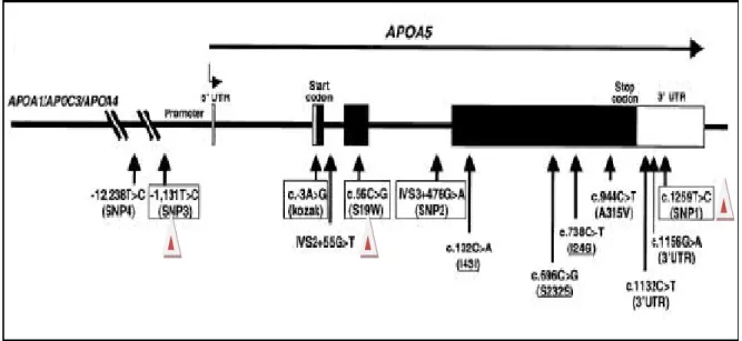 Figura 11: Esquema de diagrama do gene da apolipoproteína A5.  