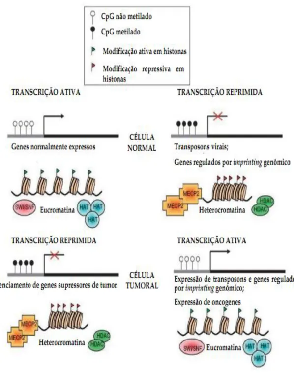 Figura  4  -  Modificações  epigenéticas  do  DNA  e  histonas  que  podem  influenciar a expressão do gene