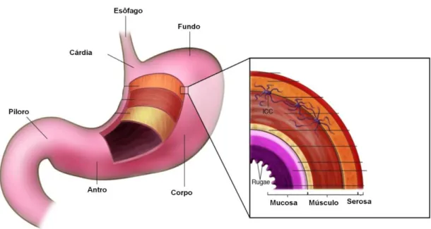 Figura 5 - Anatomia do estômago.  Fonte (adaptado): Coffey et al., 2007