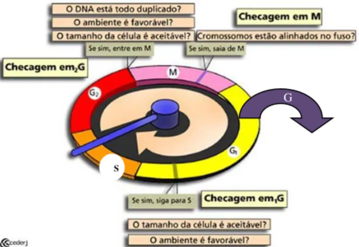 Figura 3 - Fases e pontos de checagem do ciclo celular. Fonte: Cederj, 2011. 
