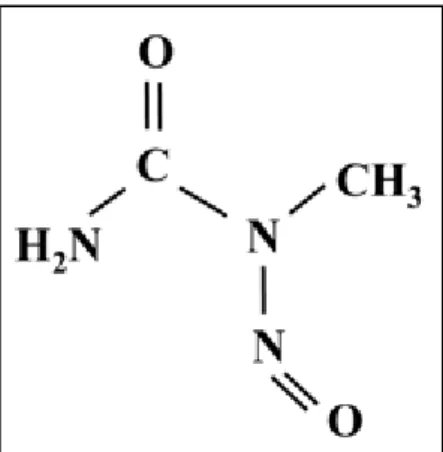 Figura 1 - Estrutura química do N-Metil-N-Nitrosuréia. Fonte: Tsubura et al., 2011.