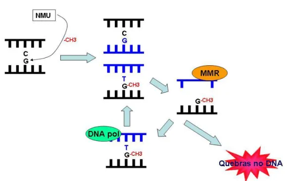 Figura 2 - Mecanismo de ação do NMU: o carcinógeno metila a Guanina no Nitrogênio 7 ou  no Oxigênio 6, essa metilação provoca a incorporação de uma Timina errada na fita nascente  de DNA replicante, no lugar de uma Citosina